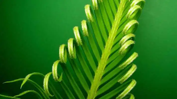 Play Greenish. Live wallpapers