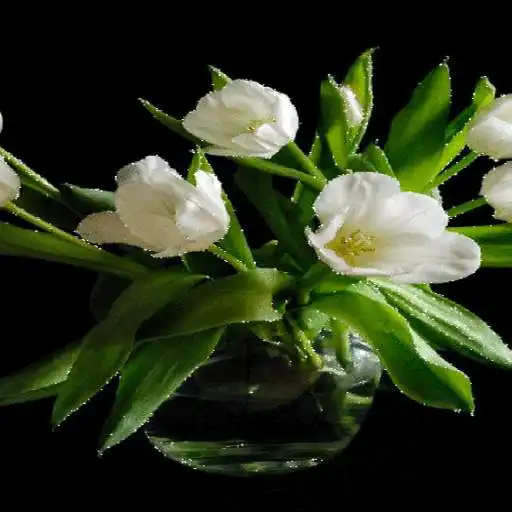 Play Green Leaf Flowers LWP APK Play Green Leaf Flowers LWP APK