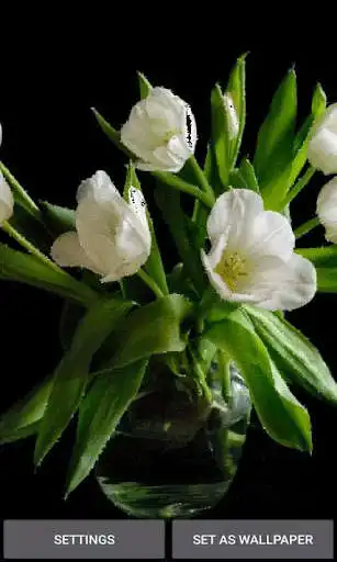Play Green Leaf Flowers LWP  and enjoy Green Leaf Flowers LWP with UptoPlay