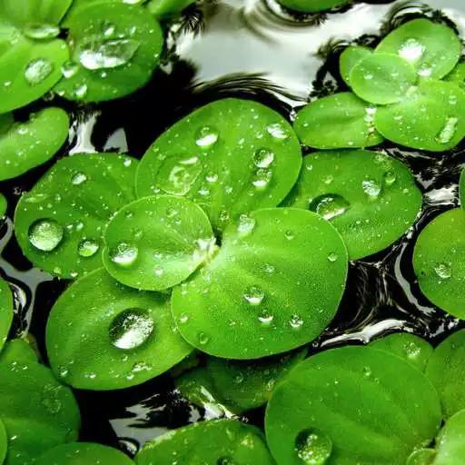 Play Green Leaf Live Wallpaper APK