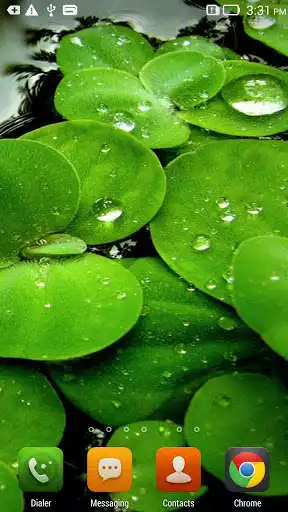 Play Green Leaf Live Wallpaper  and enjoy Green Leaf Live Wallpaper with UptoPlay