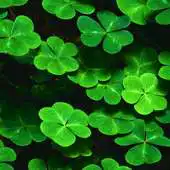 Free play online green leaves live wallpaper APK Free play online green leaves live wallpaper APK