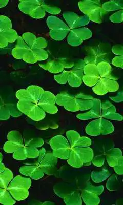 Play green leaves live wallpaper