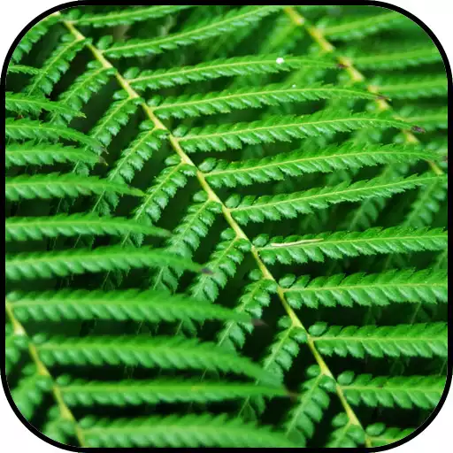 Free play online Green lines Wallpapers APK