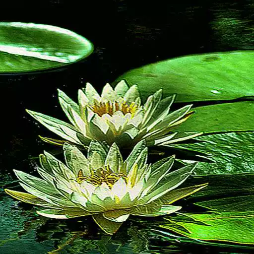 Free play online Green Lotus Live Wallpaper APK