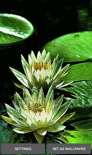 Play Green Lotus Live Wallpaper