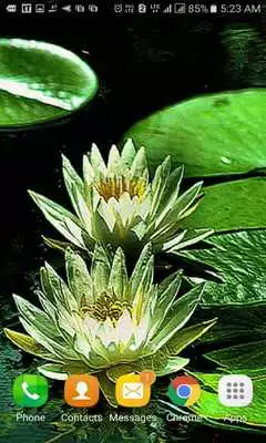 Play Green Lotus Live Wallpaper
