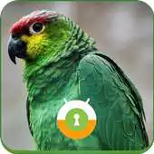 Free play online Green Parrot Wall Lock APK Free play online Green Parrot Wall Lock APK