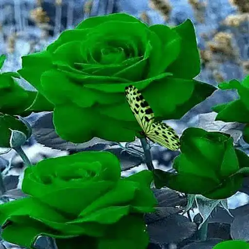 Free play online Green Roses Butterfly LWP APK
