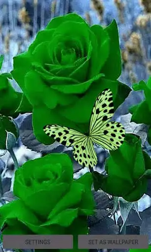 Play Green Roses Butterfly LWP