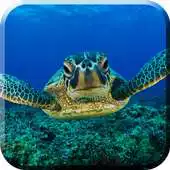 Free play online Green Turtle Live Wallpaper APK Free play online Green Turtle Live Wallpaper APK