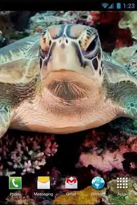 Play Green Turtle Live Wallpaper