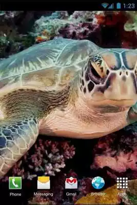 Play Green Turtle Live Wallpaper