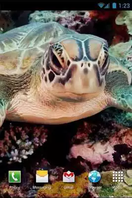 Play Green Turtle Live Wallpaper