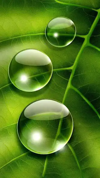 Play Green Wallpapers HD 4K  and enjoy Green Wallpapers HD 4K with UptoPlay