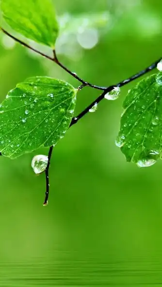 Play Green Wallpapers HD 4K as an online game Green Wallpapers HD 4K with UptoPlay