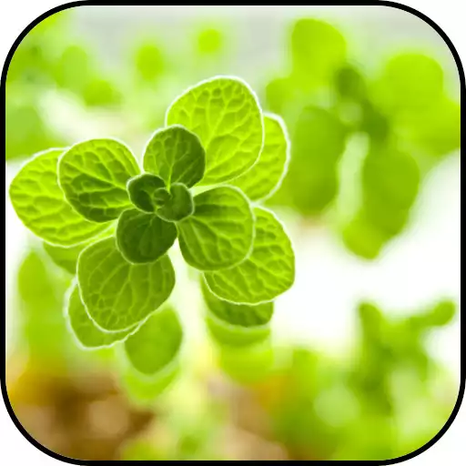 Play Green Wallpapers APK Play Green Wallpapers APK