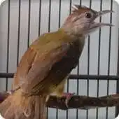 Free play online Grey Cheeked Bulbul Bird Call Sounds Ringtone APK Free play online Grey Cheeked Bulbul Bird Call Sounds Ringtone APK