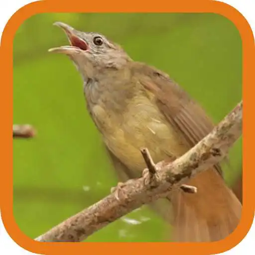 Free play online Grey-cheeked Bulbul APK Free play online Grey-cheeked Bulbul APK