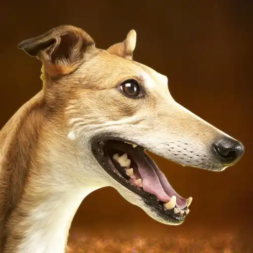 Play Greyhound Dog Simulator APK