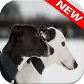 Free play online Greyhound Wallpapers APK Free play online Greyhound Wallpapers APK