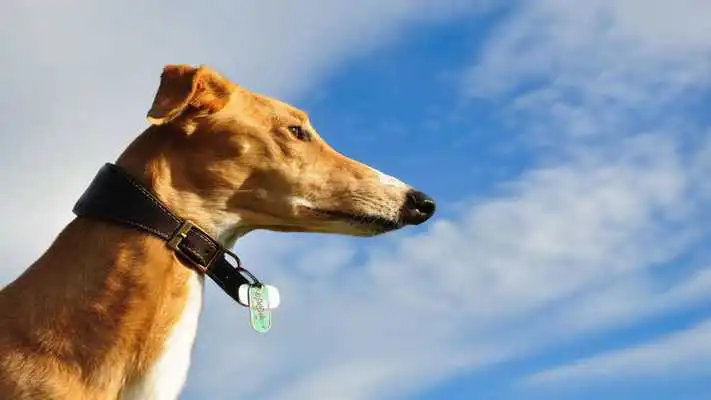 Play Greyhound Wallpapers