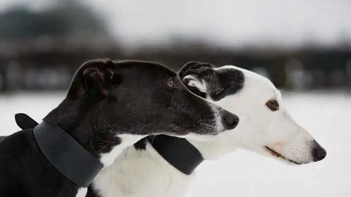 Play Greyhound Wallpapers