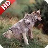 Free play online Grey Wolf Wallpaper APK Free play online Grey Wolf Wallpaper APK