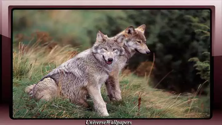 Play Grey Wolf Wallpaper