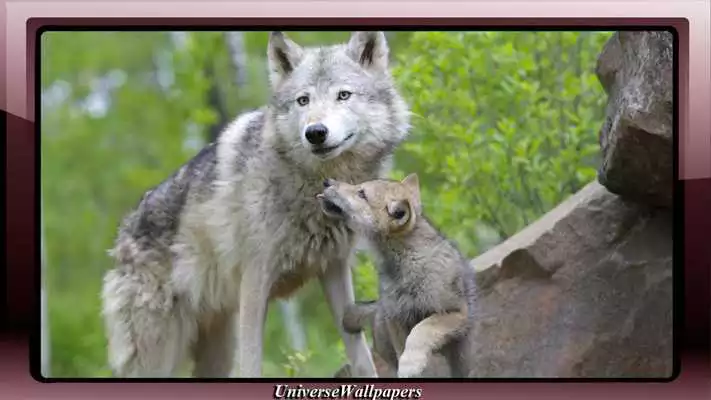 Play Grey Wolf Wallpaper