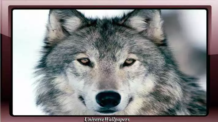 Play Grey Wolf Wallpaper