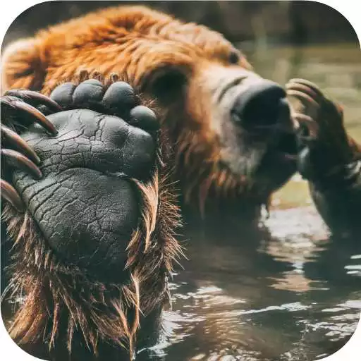 Free play online Grizzly Bear Wallpapers APK Free play online Grizzly Bear Wallpapers APK