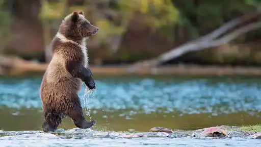 Play Grizzly Bear Wallpapers