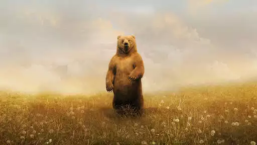 Play Grizzly Bear Wallpapers