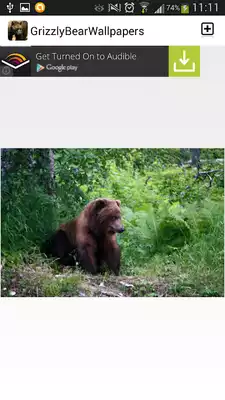 Play Grizzly Bear Wallpapers