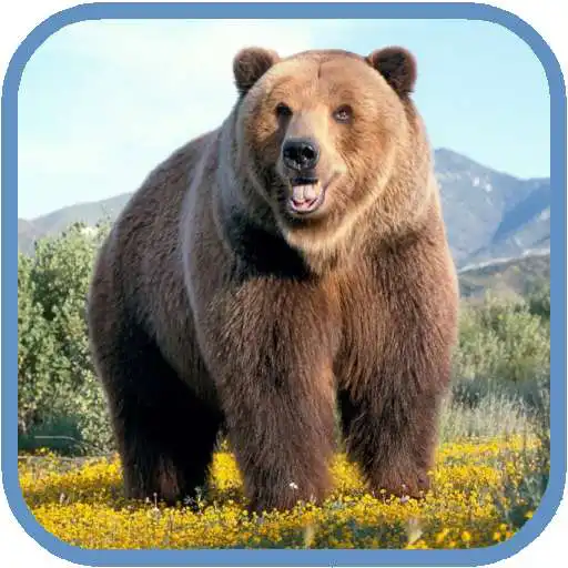 Run free android online Grizzly HD. Live Wallpaper APK Run free android online Grizzly HD. Live Wallpaper APK