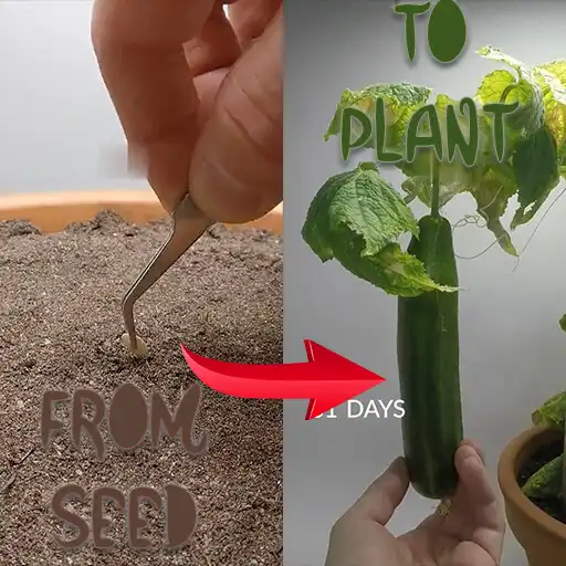 Play Grow: From Seed to Plant APK Play Grow: From Seed to Plant APK