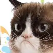 Free play online Grumpy Cat Puzzle Game APK