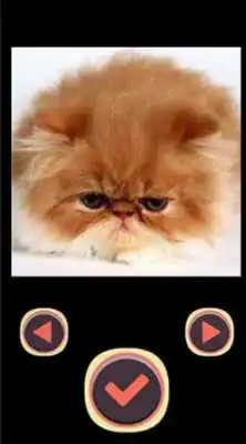 Play Grumpy Cat Puzzle Game Play Grumpy Cat Puzzle Game