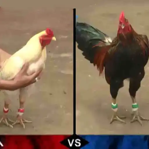 Play Đá Gà Trực Tiếp 2023 APK