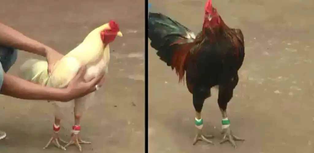 Play Đá Gà Trực Tiếp 2023  and enjoy Đá Gà Trực Tiếp 2023 with UptoPlay