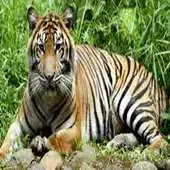 Free play online Guess Animal Wow APK Free play online Guess Animal Wow APK