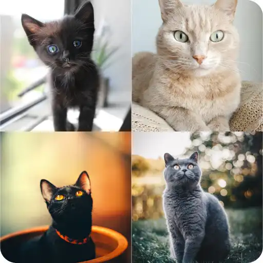 Play Guess Cute Cat Game APK