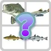 Free play online Guess Little Fish APK Free play online Guess Little Fish APK
