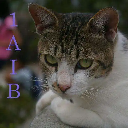 Free play online Guessnum APK