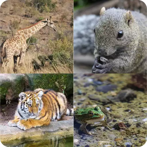 Play Guess The Animal APK Play Guess The Animal APK