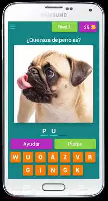 Play Guess the breed of the dog - What dog breed is it?