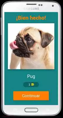 Play Guess the breed of the dog - What dog breed is it?