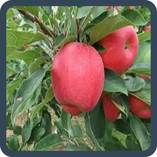 Play guess the fruit picture APK Play guess the fruit picture APK