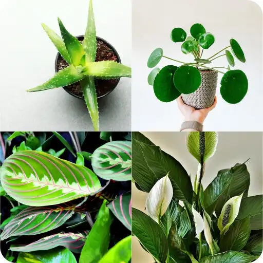 Play Guess the houseplant! APK